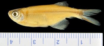 Media type: image;   Ichthyology 57073
